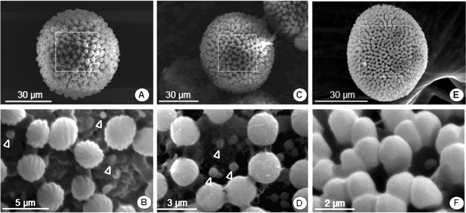 Pollen micrographies of toxic Jatropha curcas variety India: A, B; of non-toxic Jatropha curcas: C, D; and Jatropha platyphylla: E, F, varieties of Sinaloa, M&eacute;xico; verrucae: Δ.