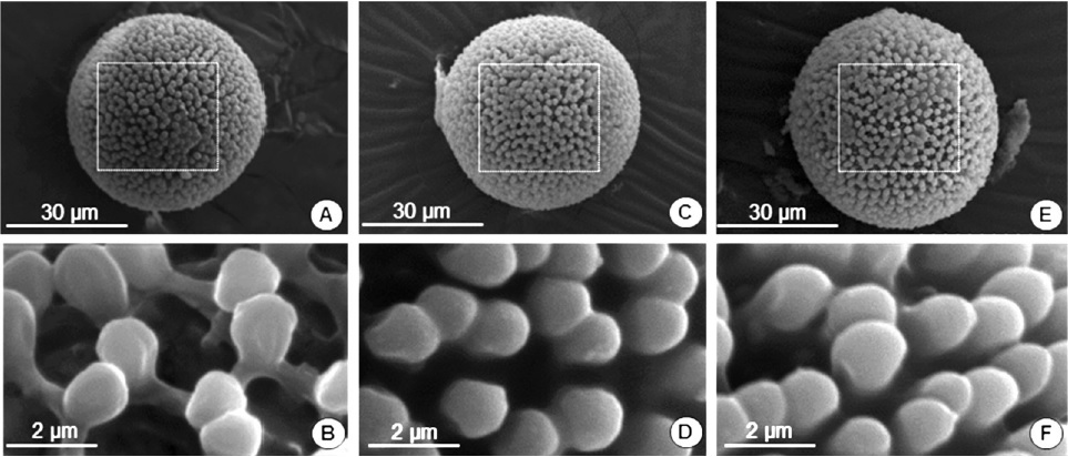 Pollen micrographies of Jatropha cinerea variety Sinaloa: A, B; Jatropha cinerea: C, D; and Jatropha vernicosa: E, F, varieties of Baja California Sur.