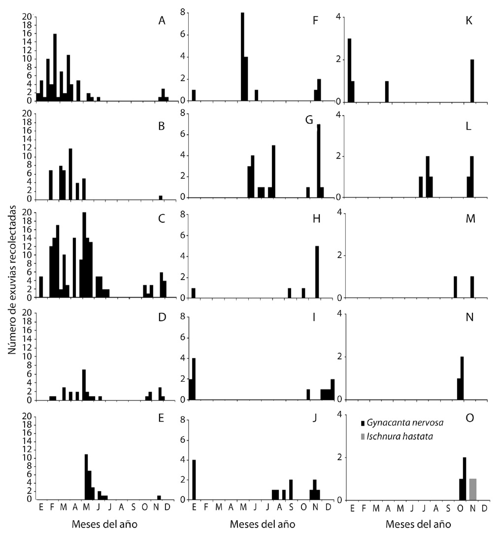 Histogram of emergence of Odonata species collected between January and December 2008, in a lotic habitat at Giro, Santiago de Cuba, Cuba. A: Protoneura capillaris, B: Neoneura maria, C: Macrothemis celeno, D: Enallagma coecum, E: Progomphus integer, F: Scapanea frontalis, G: Dythemis rufinervis, H: Orthemis ferruginea, I: Pantala flavescens, J: Perithemis domitia, K: Rhionaeschna psilus, L: Lestes tenuatus, M: Erythrodiplax umbrata, N: Crocothemis servilia, O: Gynacantha nervosa e Ischnura hastate (Species with only one exuviae were omitted).