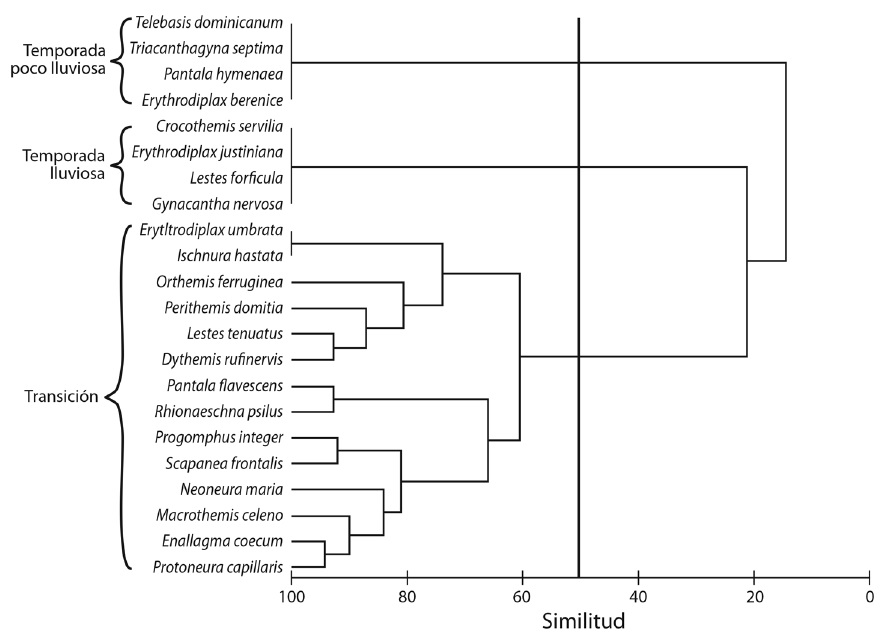 Bray-Curtis coefficient-based similarity analysis of Odonata species collected between January and December 2008, in lotic habitat ay Giro, Santiago de Cuba, Cuba. (The vertical line on the horizontal axis represents similarity coefficient of 50%, the criterion for discriminating the highlighted groups).