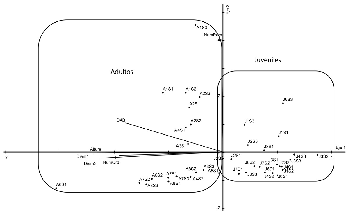 Patterns of morphological variation of sapling and adults of Hintonia latiflora in the space of the principal components one and two. A1-8 = adults of the zones 1 to 8, J1-8 = saplings of the zones 1 to 8, S1-3 = sampling units. DAB = diameter at the base, Diam 1, 2 = diameter 1 and 2, NumOrd = number of branching orders.
