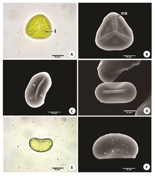 Trilete and monolete spores of Gleicheniaceae. (A) Trilete spores of Dicranopteris flexuosa (OM). (B) Trilete spores of Diplopterygium bancroftii (SEM). (C) Monolete spores of Gleichenella pectinata (SEM). (D) Monolete spores of Sticherus bifidus (SEM). (E) Monolete spores of S. brevipubis (OM). (F) Monolete spores of S. underwoodianus (SEM). cu= Ubich bodies, l= laesura.