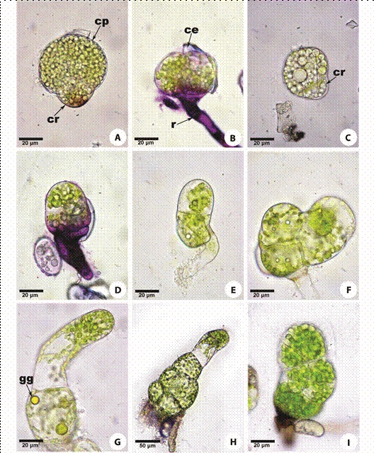 Germination and filaments of the gametophyte of Gleicheniaceae. (A) Germinating spore of Dicranopteris flexuosa. (B) Gametophyte of Diplopterygium bancroftii. (C) Germinating spore of Sticherus bifidus. (D) Filamentous phase of S. brevipubis. (E-F) filamentous phase of Gleichenella pectinata. (G) Filamentous phase of D. flexuosa. (H) Gametophyte of Sticherus underwoodianus. (I) Gametophyte of S. palmatus. ce= spore coat, cp= prothallial cell, cr= rhizoidal cell, gg= oil bodies, r= rhizoid.
