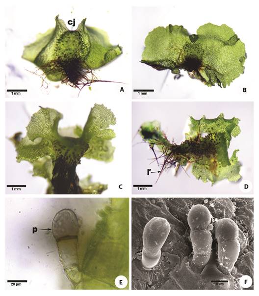 Adult gametophytes and hairs of the Gleicheniaceae. (A) Dicranopteris flexuosa, (B) Diplopterygium bancroftii. (C) Sticherus underwoodianus. (D) S. bifidus. (E) tricelular hair of D. flexuosa. (F) Bicelular and tricelular hairs of S. palmatus. cj= cushion, p= hair, r=rhizoids.