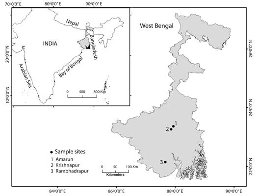 Map of Southern part of the state of West Bengal in India showing the sites of occurrence of natural populations of Clerodendrum indicum at Amarun, Krishnapur and Rambhadrapur villages.