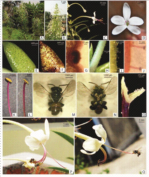 A. A few individuals of Clerodendrum indicum in their natural habitat, showing flowering twigs B. Terminal panicle with a mass of creamish-white flowers. C. Part of the inflorescence of C. indicum showing a few flower buds at different stages of development and an open flower exhibiting calyx with its light green, lanceolate lobes, creamish-white corolla with a slender corolla-tube terminating into five free lobes, the exposed parts of four stamens and the distal part of style terminating into a bifid stigma. D. Ventral side of an excised corolla-disc, magnified, showing prominently the four bright pink spots. E. The scabrate ventral surface of calyx-lobe exhibiting uniformly distributed, closely-spaced shallow depressions (cushion nectaries). F. Ventral surface of a calyx-lobe after neutral red staining. G. Ventral surface of a calyx-lobe magnified, showing an elevated dome-like structure in the centre of a shallow depression. H. Dorsal surface of corolla-tube, showing sparsely distributed glandular hair (trichome nectaries). I-J. Magnified view of the glandular hair before and after neutral red staining. K. A fully dehisced anther terminating a reddish pink filament. L. Stigma of a flower in its receptive phase, strikingly mimicking the dehisced anther; the reddish pink terminal part of the style exhibiting close resemblance to the filaments of stamens with dehisced anthers. M. Dorsal view of a specimen of Trigona sp. N. Ventral view of Trigona sp. showing sternotribically (underside of its body) adhered masses of pollen grains. O. Pollen load on a receptive stigma left in open-pollinated condition. P. An individual of Trigona sp. avidly collecting exposed pollen mass of the dehisced anthers of a 2nd day flower. Q. An individual of Trigona sp. exploring the receptive stigmatic lobes of a 3rd day flower.