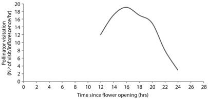 Pollinator visitation rate (number of visits per inflorescence per hour) with progress of time since flower opening in Clerodendrum indicum.