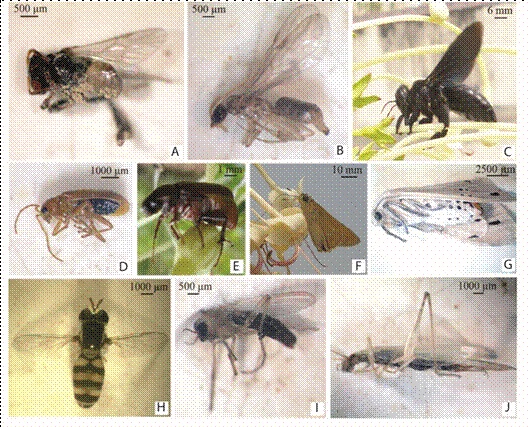Floral visitors of Clerodendrum indicum: A. An individual of Trigona sp. (visitor-1) in lateral view. B. A braconidaeous hymenopteran (visitor-2) in lateral view. C. Lateral view of an individual of Xylocopa sp. (visitor-3) visiting upon the corolla-tube. D. Nearly ventral view of an individual of Aulacophora sp. (visitor-4). E. Nearly ventral view an individual of Scarabid sp. (visitor-5) sitting on a mature flower bud. F. Lateral view of an individual of Borbo cinnaria (visitor-6) sitting on the corolla-lobe. G. Nearly ventral view of a lepidopteran species (visitor-7). H. Dorsal view of an individual of Messembrius sp. (visitor-8). I. Lateral view of a dipteran species (visitor-9). J. An orthopteran member (visitor-10) in lateral view.