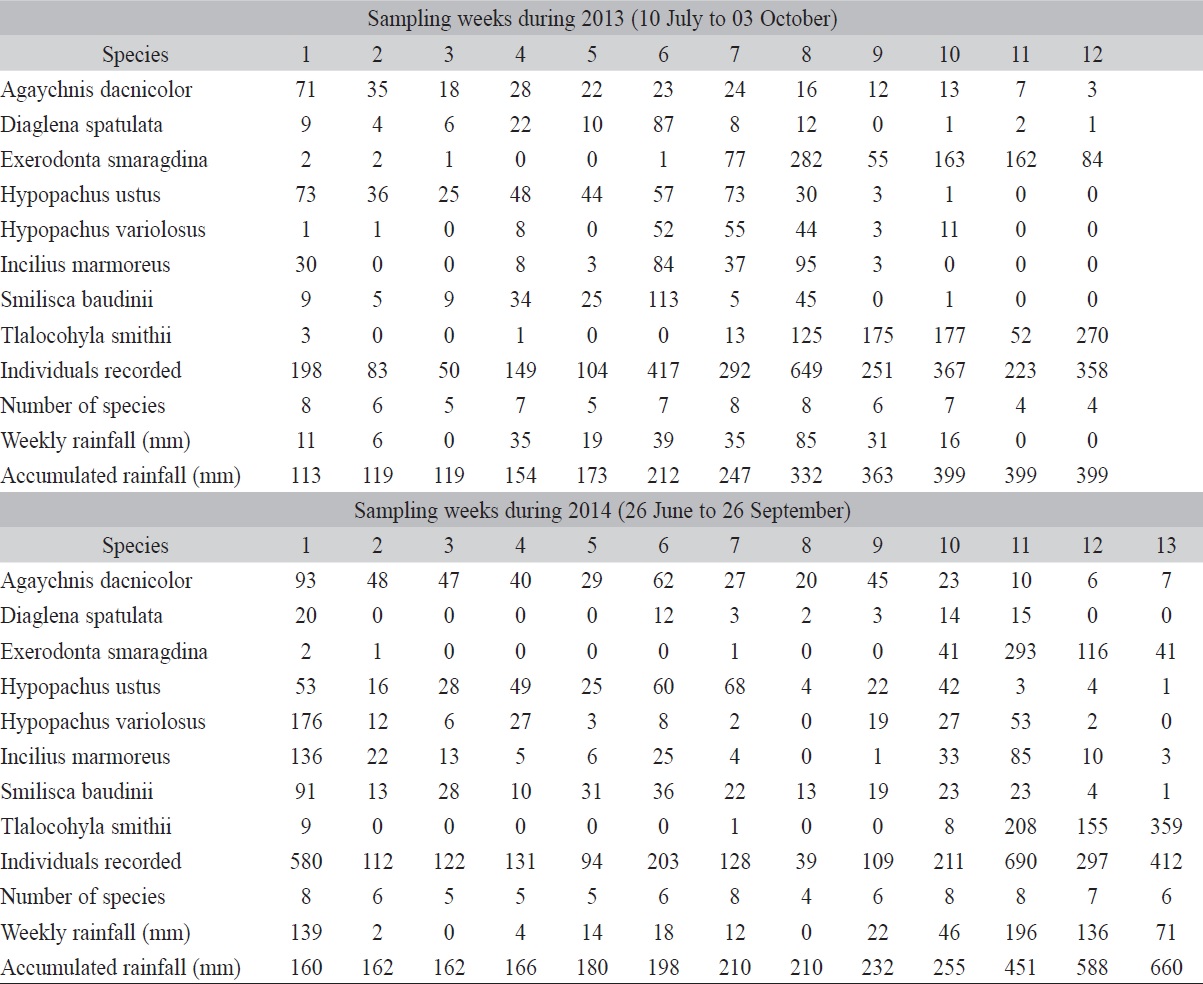 of calling males of more abundant species during the sampling weeks in relation to weekly and accumulated rainfall in 2013 and 2014.