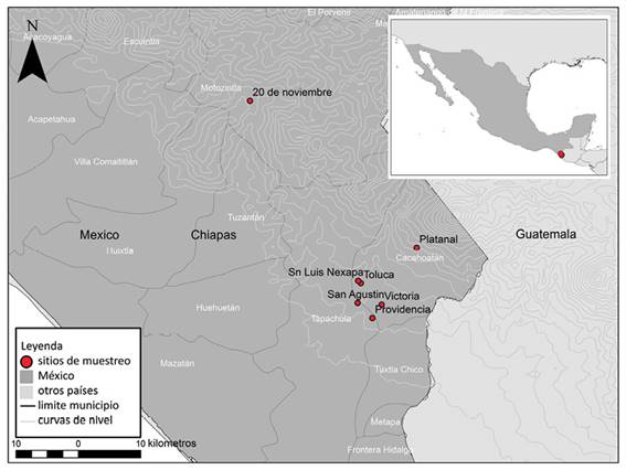 Fincas cafetaleras en la regi&oacute;n del Soconusco, Chiapas, M&eacute;xico, en donde fue recolectado suelo rizosf&eacute;rico deCoffea canephorapara la obtenci&oacute;n de esporas de hongos micorriz&oacute;genos arbusculares para este estudio. 