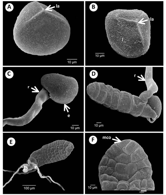 Spore morphology, early germination, and young gametophytes of Acrostichum: A) Spore proximal view of A. danaeifolium. B) Spore proximal view of A. aureum. C) Beginning germination of A. danaeifolium, 18 days. D) Filament gametophyte of A. danaeifolium, 18 days. E) Bidimensional gametophyte of A. danaeifolium, 22 days. F) Close up of meristematic cell of A. danaeifolium, 24 days. la. Laesura. mco. Meristematic cell obconic. e. Exine. r. Rhizoid.