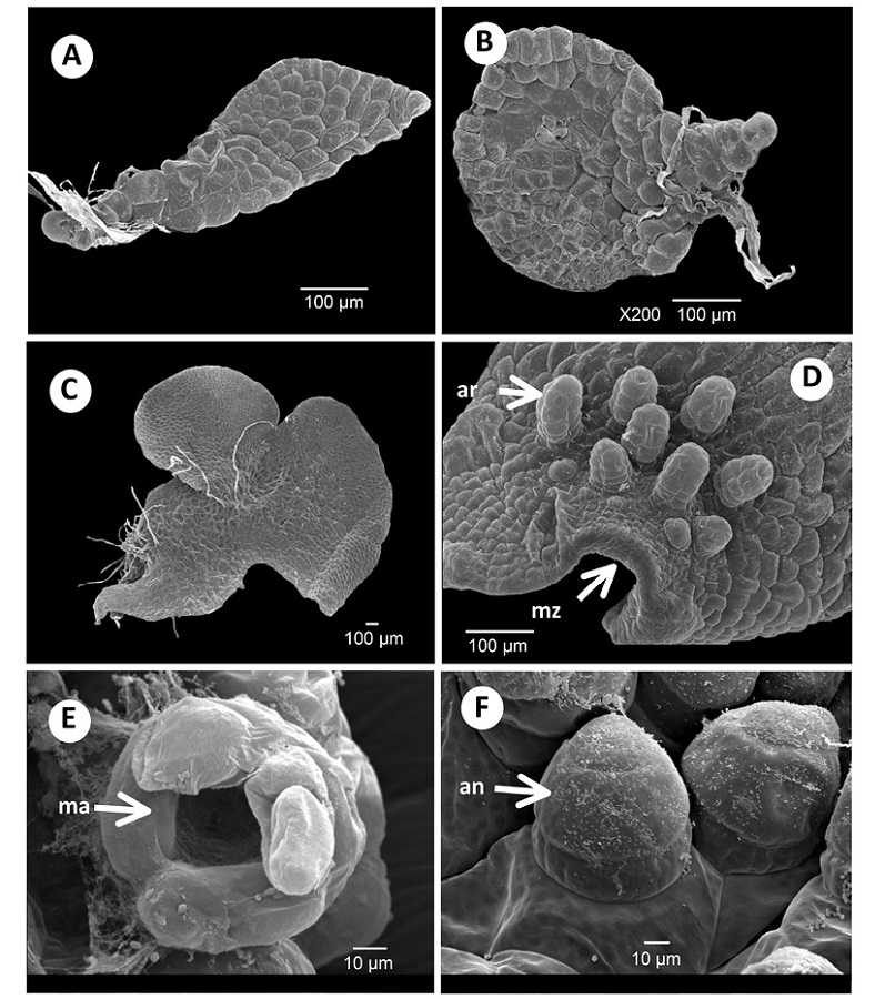 Young gametophytes and gametangia of Acrostichum: A) Bidimensional gametophyte of A. aureum, 29 days. B) Bidimensional gametophyte of A. aureum, 40 days. C) Bidimensional gametophyte of A. aureum, 70 days. D) Archegonia of A. danaeifolium, 90 days. E) Archegonia mouth of A. danaeifolium, 181 days. F) Antheridia of A. danaeifolium, 185 days. an. Antheridia. ar. Archegonia. ma. Mouth of archegonia. mz. Meristematic zone.