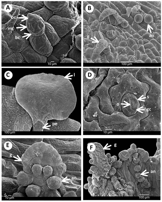 Gametangia and first leaf of Acrostichum: A) Antheridia of A. danaeifolium with asymmetrical opercular cell, 185 days. B) Gametophyte of A. aureum with antheridia and gemmae, 196 days. C) First leaf of A. aureum, 250 days. D) Anomocytic stomata of A. danaeifolium, 216 days. E) Gemmae on the gametophyte with antheridia of A. danaeifolium,185 days. F) Gemmae with antheridia of A. aureum, 185 days. an. Antheridia. bc. Basal cell. g. Gemmae. gc. Guard cell. l. Lamina. mc. Medial cell. o. Ostiole. oc. Opercular asymmetrical cell. pe. Petiole. s. Stomata.