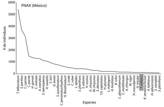 Número de individuos de las 40 especies más abundantes en el Parque Nacional Arrecifes de Xcalak (PNAX).
