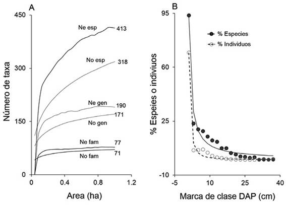 A) Curvas de acumulaci&oacute;n de especies, g&eacute;neros y familias en este estudio; observadas (No) y estimadas con el modelo Chao2 (Ne). B) Relaci&oacute;n entre el incremento en el (D) y la riqueza de especies de plantas vasculares (c&iacute;rculos negros y l&iacute;nea punteada) y el n&uacute;mero de individuos (c&iacute;rculos blancos y l&iacute;nea continua). Se presentan los valores en % para cada clase diametrica con respecto al total y la curva de tendencia. 