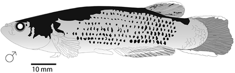 Cromotipo masculino de A. hartii. MBUCV V-29496, Nueva Esparta.