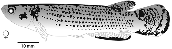 Cromotipo femenino de A. hartii. MBUCV V-12510, estado Sucre.