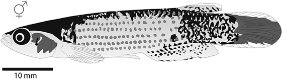 Cromotipo intermedio de A. hartii. Yaracuy MBUCV-V 35739