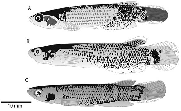 Cromotipo montano. A: cromotipo montano indeterminado MBUCV -V 35739, Yaracuy. B y C: variación cromática. B: Cromotipo montano macho, MBUCV -V 35742, río Araira, Miranda. C: Cromotipo montano macho, MBUCV -V 5005, río Aricagua, Miranda.