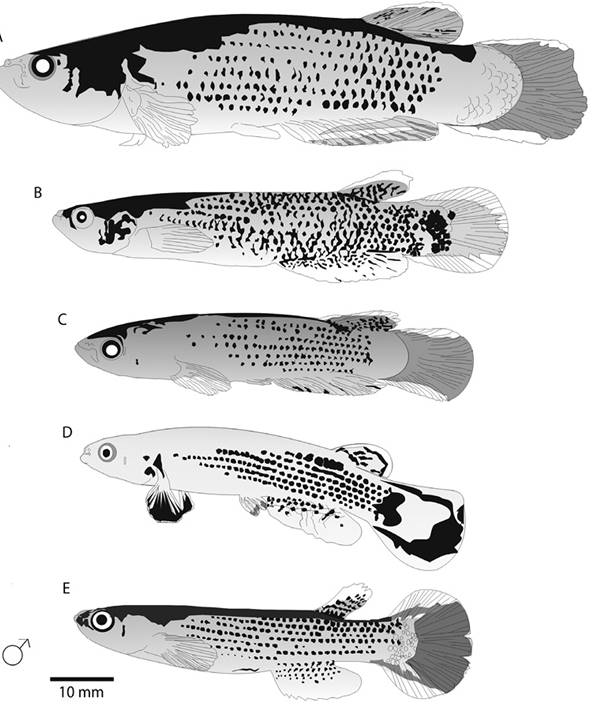 Variación en cromotipo masculino A: MBUCV -V 29496, Sucre. B: MBUCV -V 35743, Miranda. C: MBUCV -V 12510 Sucre, D: tomado de: Rodríguez-Olarte y Taphorn (2007) y E: MCNG 8238 Isla de Trinidad.