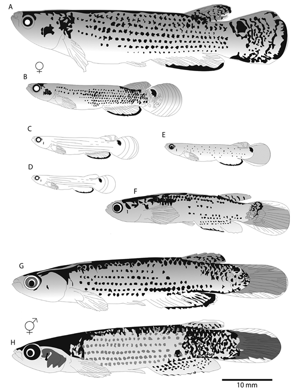 Variación en cromotipo femenino (A-D), e intermedio (E-H) A: MBUCV -V 12510, Sucre B: MBUCV -V 35741, Miranda. C: MBUCV -V 24109, Falcón. D: MBUCV -V 8886, Sucre. E: MBUCV -V 20257, sucre. F: MBUCV -V 7001, Distrito Capital. G: y H: MBUCV -V 35739, Yaracuy.