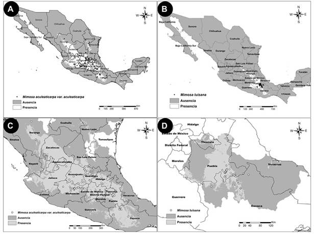 Distribuci&oacute;n potencial sin considerar la movilidad del taxon (localidades en puntos negros y blancos) de M.aculeaticarpa var. aculeaticarpa (A) y M. luisana (B). Distribuci&oacute;n potencial considerando la movilidad de M.aculeaticarpa var. aculeaticarpa (C) y M. luisana (D); escala 1:1 000 000. 