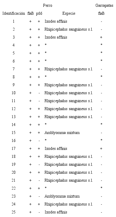 Perros y sus garrapatas positivas al gen flaB obtenidas dos localidades rurales de Yucat&aacute;n, M&eacute;xico Table 3: Dogs and their positive ticks to flaB gene obtained from two communities in Yucat&aacute;n, Mexico