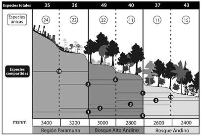 Distribuci&oacute;n altitudinal de las hep&aacute;ticas a trav&eacute;s del intervalo altitudinal y en las diferentes zonas de vida. Especies totales (barra superior negra), especies &uacute;nicas (c&iacute;rculos superiores grises) y especies compartidas (c&iacute;rculos inferiores negros) en diferentes altitudes. 