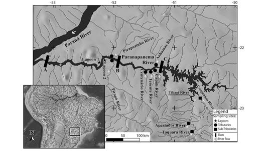 Location of the sampling sites in the Lower Paranapanema River basin. Hydroelectric power plants: A- Rosana; B- Taquaru&ccedil;u; C- Capivara.