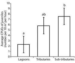 Average catch per unit of effort of juvenile fish (&plusmn; standard error) in different habitats of the Lower Paranapanema River basin between October 2012 and March 2013. Different letters indicated significant differences between habitats using the Tukey&rsquo;s test at 5 %.
