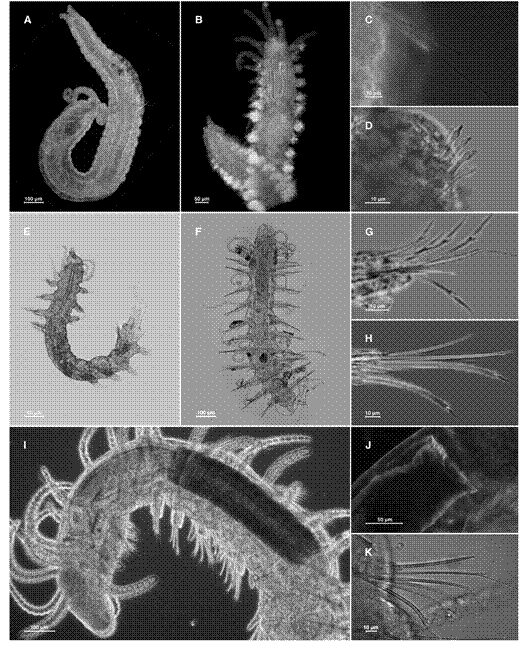 Pharyngocirrus cf. gabriellae: A. Dorsal view, C. Detail of the chaetae. Myrianida sp.: B. Dorsal view, D. Parapodium. Neopetitia amphophthalma: E. Dorsal view, G. Parapodium. Westheidesyllis gesae: F. Dorsal view, H. Parapodium. Syllis benelihuae: I. Anterior region, J. Detail of the pharynx, K. Parapodium.