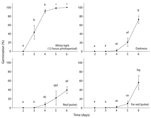 Seed germination of Tecoma stans at four light qualities and an alternating temperature of 20/30 &deg;C-16/8 h (n = 120 seeds per treatment). Vertical bars show the standard deviation. Germination percentages with different letters indicatesignificance differences (α = 0.05).