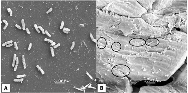 A) Morfolog&iacute;a bacteriana de Sinorhizobium sp. analizada en el Microscopio Electr&oacute;nico de Barrido (MEB) y B)Morfotipos bacterianos presentes en las ra&iacute;ces de la orqu&iacute;dea G. skinneri.
