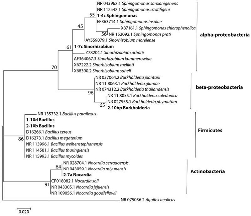 An&aacute;lisis filogen&eacute;tico molecular por el m&eacute;todo de M&aacute;xima Similitud.