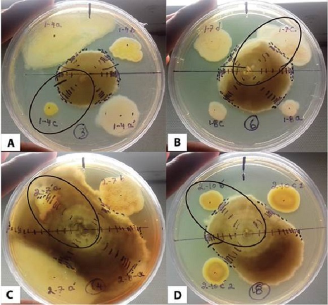 Ejemplo de interacci&oacute;n de las cepas bacterianas con el hongo micorr&iacute;zico RG26. A) Cepa 1-4c (Sphingomonas sp.) inhibici&oacute;n, B) cepa 1-7c (Sinorhizobium sp.) antagonista 50-50, C) cepa 2-7a (Nocardia cerradoensis) Sumamente positiva y la cepa 2-10bp (Burkholderia phytofirmans) antagonista 50-50.
