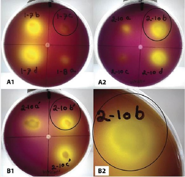Solubilizaci&oacute;n del fosfato en el medio SRS; A1 cepa 1-7c (Sinorhizobium sp.) y A2 cepa 2-10b (Bacillus megaterium) a las 48hr y B1 cepa 2-10bp (Burkholderia phytofirmans) y B2 cepa 2-10b (Bacillus megaterium) a las 96hr.