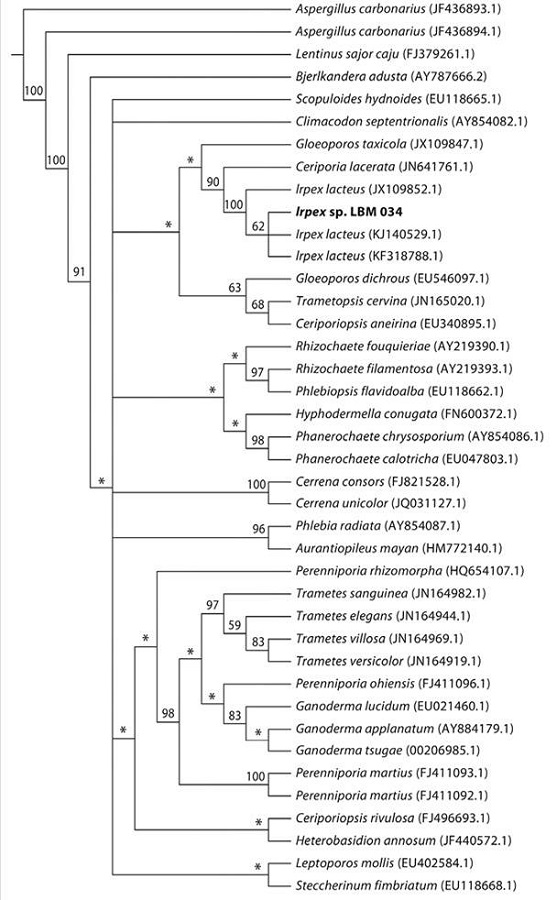 Phylogenetic tree performed using maximum parsimony method based on the sequence alignment of the ITS1-5.8S-ITS2 of the fungus under study with homologous sequences obtained from the GenBank (NCBI). The tree was constructed with T.N.T. program. Confidence levels were obtained by bootstrapping (1 000 replicates) and indicated at each node. *Represent the collapsed branches below a cutoff of 50.