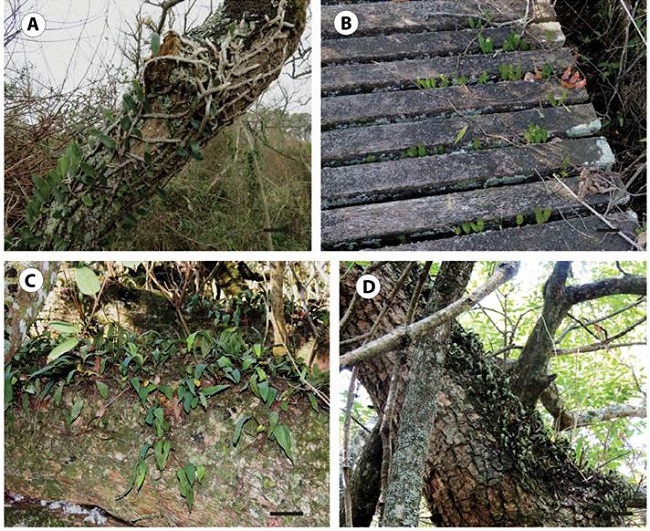 Hábitat de Microgramma mortoniana y Pleopeltis macrocarpa en la Reserva Natural Punta Lara. (A)
M. mortoniana sobre tronco en pie de Erythrina. (B)
M. mortoniana sobre pasarela. (C)
P. macrocarpa sobre tronco caído de Pouteria. (D)
P. macrocarpa sobre tronco en pie de Terminalia. Escalas de las barras: A-B: 5 cm; C-D: 10 cm.
