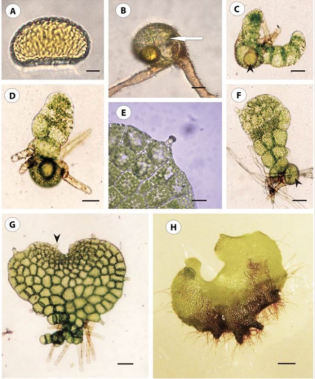 Espora y gametofito de M. mortoniana
(A) Espora monolete con ornamentación verrucosa. (B) Espora germinada con rizoide y célula protálica (flecha). (C) Filamentos uniseriados de 4-6 células con glóbulo lipídico en la célula protálica (cabeza de flecha). (D) Fase espatulada incipiente. (E) Detalle de pelo unicelular. (F) Fase espatulada bien desarrollada con la cubierta de la espora (cabeza de flecha). (G) Gametofito cordado joven con pelos en el margen (cabeza de flecha). (H) Gametofito cordiforme bien desarrollado. Escalas de las barras: A: 10 µm; B: 15 µm; C-E: 30 µm; F: 40 µm; G: 80 µm; H: 250 µm.