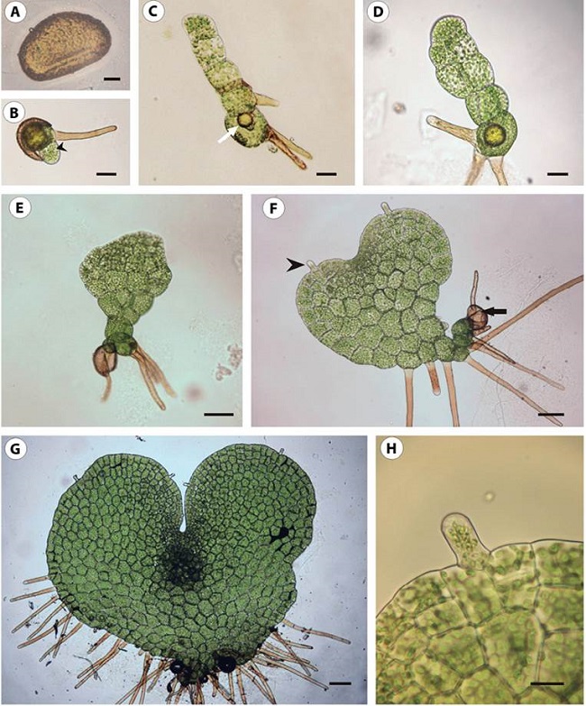 Espora y gametofito de Pleopeltis macrocarpa. (A) Espora monolete con ornamentación verrucosa. (B) Espora germinada con rizoide y célula protálica (cabeza de flecha). (C) filamento uniseriado de 5 células con glóbulo lipídico en la célula protálica (flecha). (D) Fase espatulada incipiente. (E) Fase espatulada bien desarrollada. (F) Gametofito cordado incipiente con pelos unicelulares (cabeza de flecha) y cubierta de la espora (flecha). (G) Gametofito cordiforme bien desarrollado. (H) Detalle de pelo unicelular. Escalas de las barras: A: 10 µm; B-D: 30 µm; E-F: 60 µm; G: 100 µm; H: 15 µm.