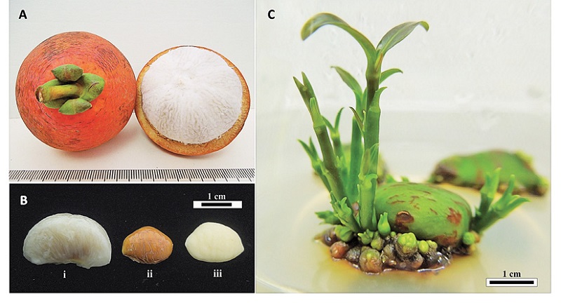 Garcinia hombronianaA. Fruit. B. Seed with aril (i) Seed with testa (ii) Seed without testa (iii). C. Multiple shoots formed from seed cultured in vitro.