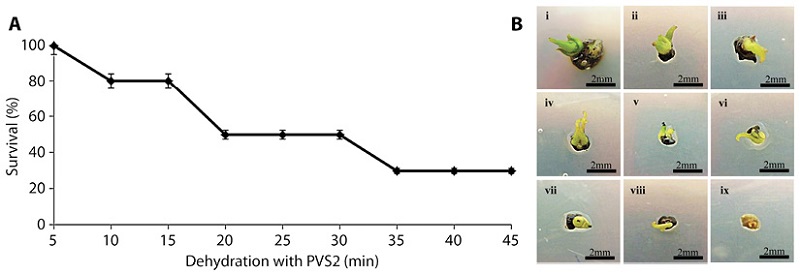 A. Percentage survival of G. hombroniana shoot tips after exposure to PVS2 solution for various durations. Bars represent standard deviation. B. Shoot tips that were dehydrated for different durations in PVS2 solution after one week on recovery medium. (i) 5 min (ii) 10 min (iii) 15 min (iv) 20 min (v) 25 min (vi) 30 min (vii) 35 min (viii) 40 min (ix) 45 min.