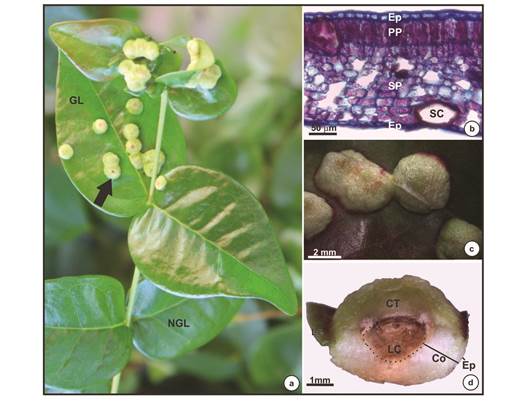 Morphological and anatomical characteristics of non-galled leaves and galls induced by Eugeniamyia dispar on Eugenia uniflora leaves. a- Branch with non-galled leaves and galls. Arrow indicates a gall; b- anatomical detail of nongalled leaf in cross section; c- macroscopic view of galls; d- cross section of gall. Abbreviation: GL- galled leaf; NGL- nongalled leaf; Ep- epidermis; PP- palisade parenchyma; SP- spongy parenchyma; SC- secretory cavity; CT- chlorophyllous tissue; LC- larval chamber; Co- cortex; Le- leaf.