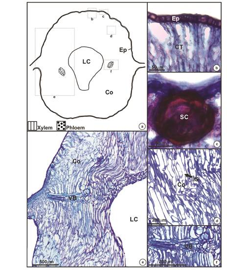 Anatomic structure of mature galls of Eugenia uniflora induced by Eugeniamyia dispar. 
 a- Schematic representing gall shape and regions where the anatomy is highlighted; b- uniseriate epidermis; c- secretory cavity; d- outer layers of the cortex; e- one side of the gall, from the epidermis to the larval chamber; f- vascular bundle. Abbreviation: Ep- epidermis; Co- cortex; LC- larval chamber; CT- chlorophyllous tissue; SC- secretory cavity; IS- intercellular space; VB- vascular bundle.
