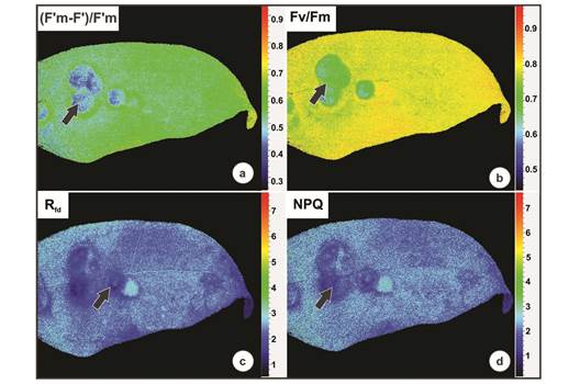 Chlorophyll a fluorescence performed on galls induced by Eugeniamyia dispar on Eugenia uniflora leaves. a- PSII operating efficiency ((F&rsquo;m-F&rsquo;)/F&rsquo;m); b- the maximum quantum yield (Fv/Fm); c- fluorescence decline ratio in steady-state (Rfd); d- energy dissipation through non-photochemical quenching (NPQ).