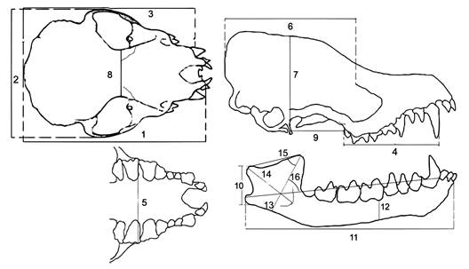 Cranial measurements and angles recorded in this study. Numbers designate 14 inter-landmark distances and two angles.