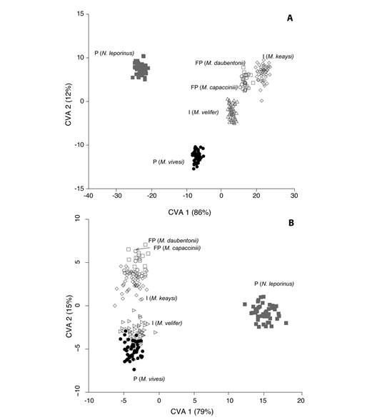Morphological variation of the masticatory apparatus in the fishing bat Myotis vivesi compared to insectivorous (I), facultatively piscivorous (FP), and piscivorous (P) bat species. A. Plot of first two significant axes of the CVA analysis from 14 measurements and two angles on skulls and jaws for six species (N= 228). B. Plot of first two significant axes of the CVA analysis from 13 size corrected measurements (GLS excluded) and two angles on skulls and jaws for six species (N= 228).