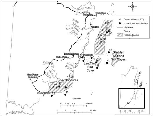 Collection sites for H. Mexicana in Belize. 1. Lark Range (16˚30.339&rsquo; N: 088˚16.337&rsquo; W), 2. Sypio (16˚27.307&rsquo; N: 088˚16.913&rsquo; W), 3. East Placencia (16˚28.377&rsquo; N: 088˚21.77&rsquo; W), 4. Little Water & Hatchet (16˚27.135&rsquo; N: 088˚05.860&rsquo; W), 5. South Laughing Bird (16˚23.857&rsquo; N: 088˚12.491&rsquo; W), 6. West Laughing Bird (16˚27.463&rsquo; N: 088˚13.244&rsquo; W), 7. Pelican Range (16˚ 47.688&rsquo; N: 088 ˚04.7635&rsquo; W), 8. Snake Cayes (16˚11.092&rsquo; N: 088˚33.438&rsquo; W), 9. Tarpon and Abalone (16˚11.690&rsquo; N: 088˚37.828&rsquo; W), 10. Tobacco (16˚47.021&rsquo; N: 088˚06.097&rsquo; W), 11. Southeast PHMR (16˚06.347&rsquo; N: 88˚33.702&rsquo; W), 12. Southwest PHMR (16˚05.616&rsquo; N: 088˚42.827&rsquo; W), 13. Gladden Cayes (16˚33.993&rsquo; N: 088˚04.708&rsquo; W), 14. Placencia Lagoon (16˚30.569&rsquo; N: 088˚22.536&rsquo; W).