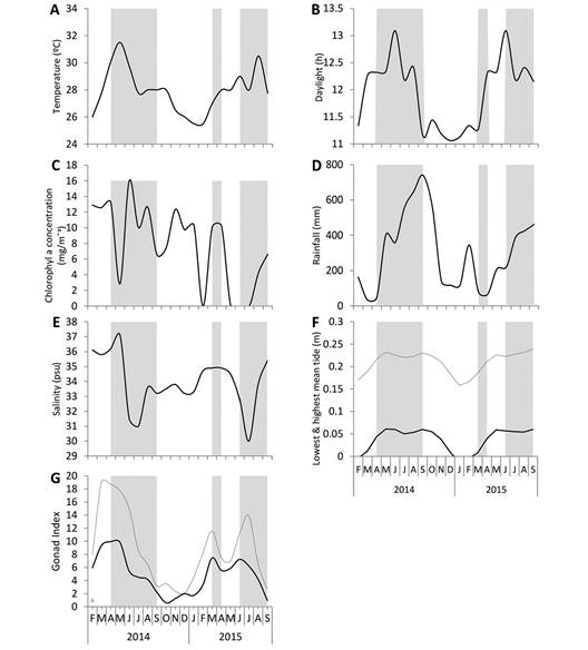 Environmental parameters measured during the study of H. mexicana from February 2014 to September 2015. (A) sea surface temperature (&ordm;C); (B) day length (h); (C) chlorophyll-a (mg m-3); (D) rainfall (mm month-1); (E) salinity (psu); (F) lowest (continuous line) and highest average tide (dotted line); (G) mean monthly male (continuous line) and female (dotted line) GI. The gray highlights identify months of spawning periods in H. mexicana.