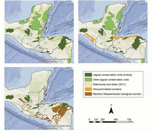 The networks used for our overlap analysis on jaguars and endemic herpetofauna in Nuclear Central America.